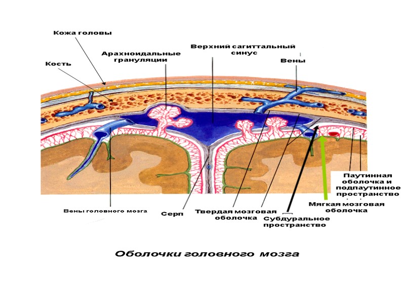Оболочки головного мозга Кожа головы Кость Арахноидальные грануляции Верхний сагиттальный  синус Вены Вены